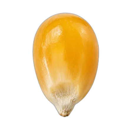 Unpopped popcorn kernel