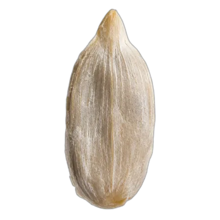 Sunflower seed kernel