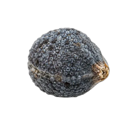 Poppy seed
